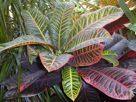 Codiaeum Variegatum